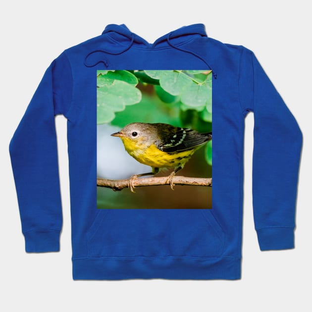 Yellow Warbler, Bird Photography Hoodie by love-fi